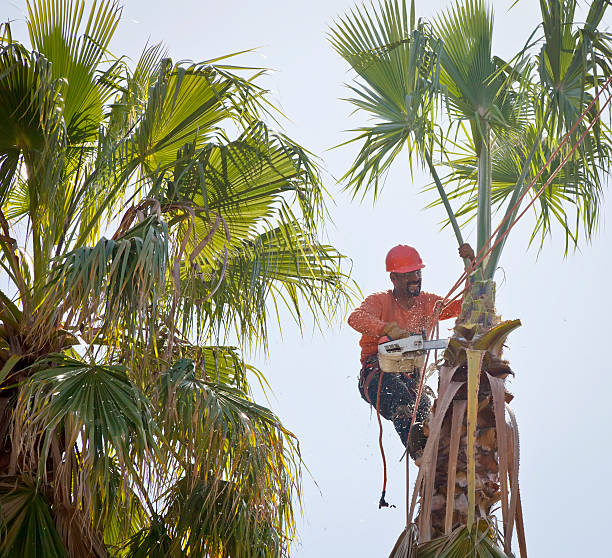 Tree Branch Trimming in Edwardsburg, MI